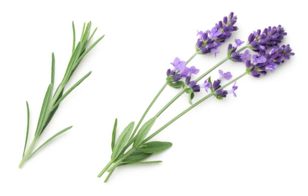 istock Lavender Flowers Isolated On White Background 1157196509