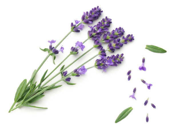istock Lavender Flowers Isolated On White Background 1157196517