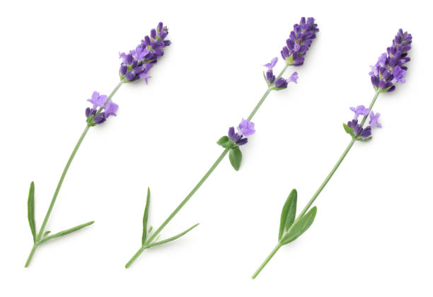 istock Lavender Flowers Isolated On White Background 1157196520