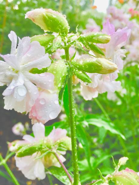 istock Purple flowers 1157196810