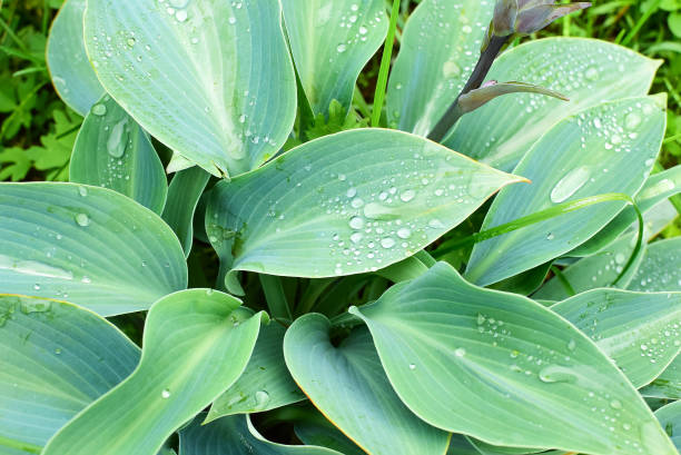 istock Hosta after the rain. Summer garden after rainfall. 1157196815