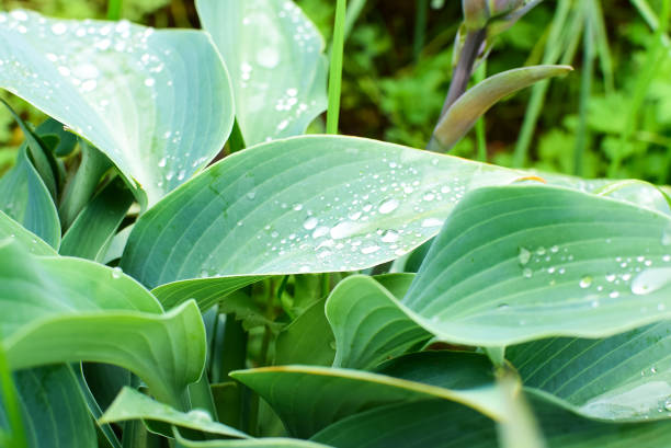 istock Raindrops on hosta leaves. Summer garden after rainfall. 1157196845