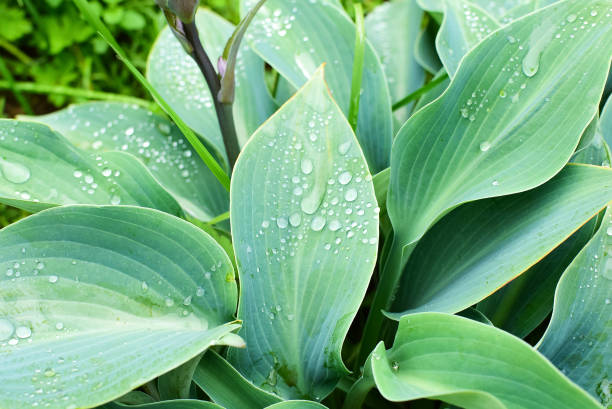 istock Hosta after the rain. Summer garden after rainfall. 1157197630