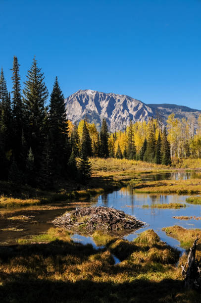 istock Kebler Pass - Beaver Pond and Mountain Vertical 1157198743