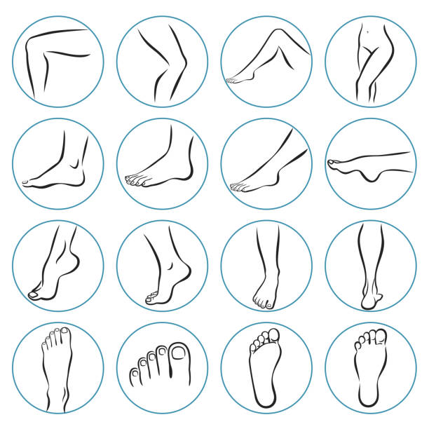 Human foot icons Linear icons of human legs. Vector illustrations line art pack of female feet in various gestures. human leg stock illustrations