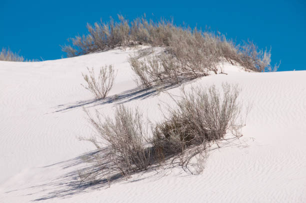 istock White Sands National Monument - Plants hold on to the sand dune 1157199787