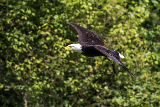 istock Flying bald eagle lat. haliaeetus leucocephalus in a park 1157199834