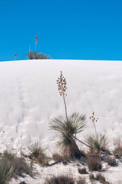 istock White Sands National Monument - Yuccas and dune vertical 1157199835
