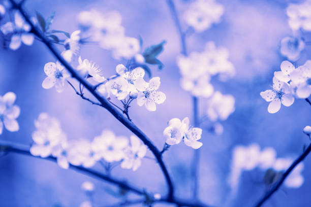 Vintage blossom plum trees in an orchard. Spring natural background. Violet toned