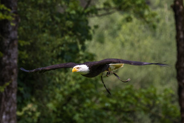 istock Flying bald eagle lat. haliaeetus leucocephalus in a park 1157200086
