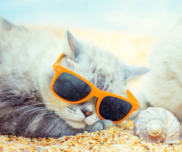istock Cat wearing sunglasses lying on the beach near shell 1157200298