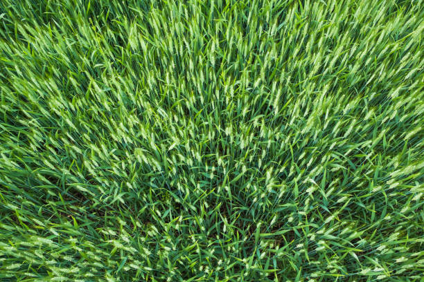 istock Green wheat ear spikes aerial 1157200328