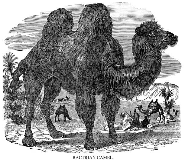 Bactrian Camel  - Scanned 1897 Engraving