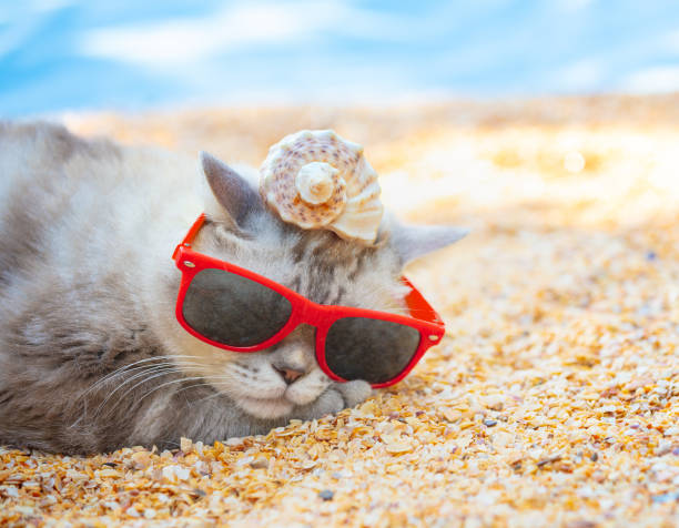 istock Cat wearing sunglasses with the shell on a head lying on the beach 1157200380