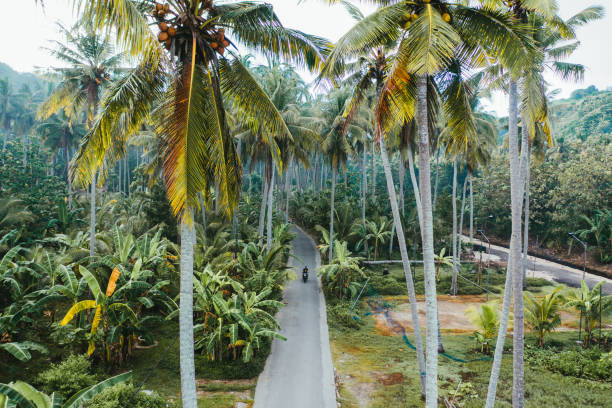 vue aérienne scénique de femme conduisant le scooter dans les jungles sur nusa penida - nusa lembongan photos photos et images de collection