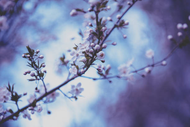 Vintage blossom plum trees in an orchard. Spring natural background. Violet toned
