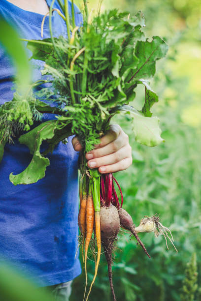 istock harvest vegetables (beets, carrots, onions, dill, garlic and more). top food background. copy space 1157201806
