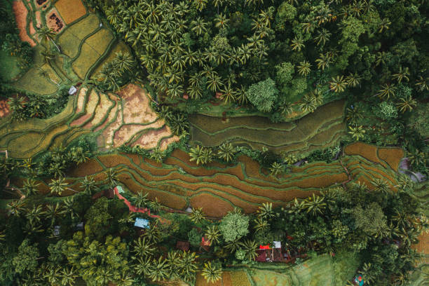 인도네시아 발리의 테갈랑 논 을 조망할 수 있습니다. - bali indonesia rice paddy rice 뉴스 사진 이미지