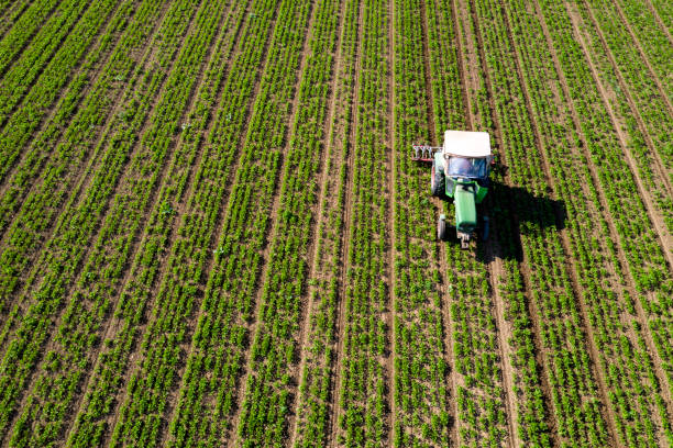 istock Tractor cultivating corn crop field, aerial view 1157201958