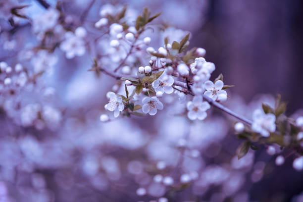 Vintage blossom plum trees in an orchard. Spring natural background. Violet toned