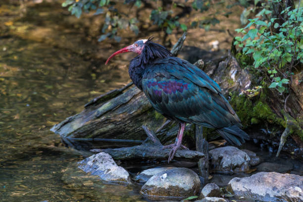 istock Northern Bald ibis, Geronticus eremita in the zoo 1157202219
