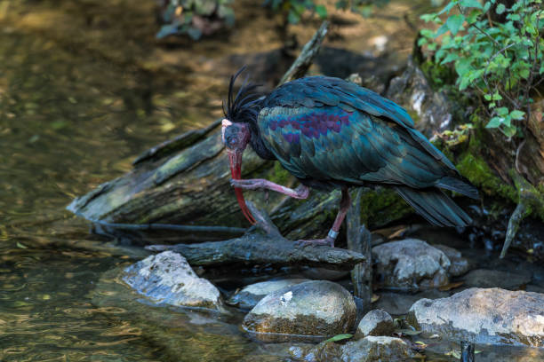 Northern Bald ibis, Geronticus eremita in the zoo