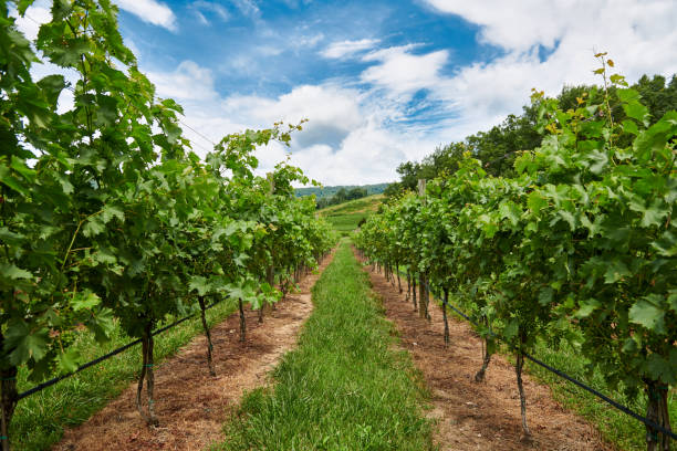 istock Grape vines under a blue sky in Charlottesville Virginia 1157202326