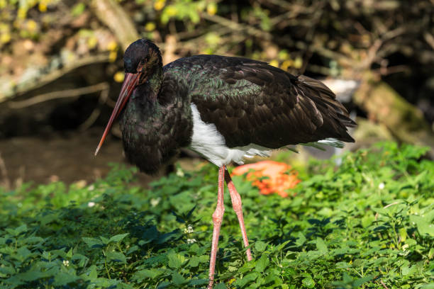 istock Black stork, Ciconia nigra in a german nature park 1157202346