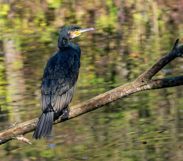 istock The great cormorant, Phalacrocorax carbo drying his feathers. 1157203231