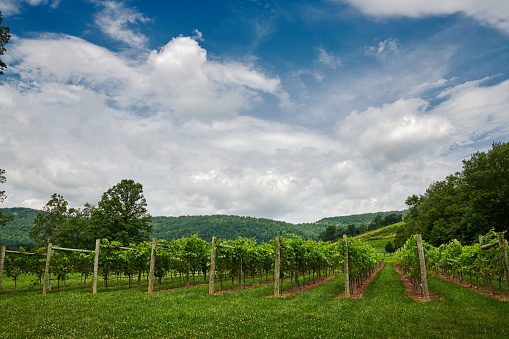 Crisp while clouds against a blue sky over a field go grape vines on the vineyard.