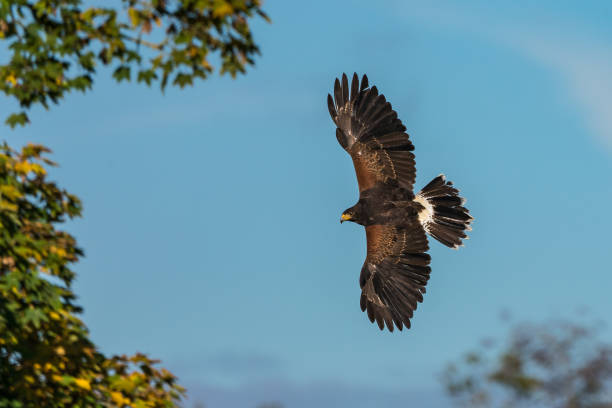 istock Harris's hawk, Parabuteo unicinctus, bay-winged hawk or dusky hawk 1157203264