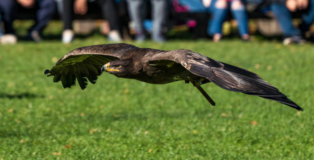 harris's hawk, parabuteo unicinctus, bay-winged hawk or dusky hawk - harris hawk hawk bird of prey bird imagens e fotografias de stock