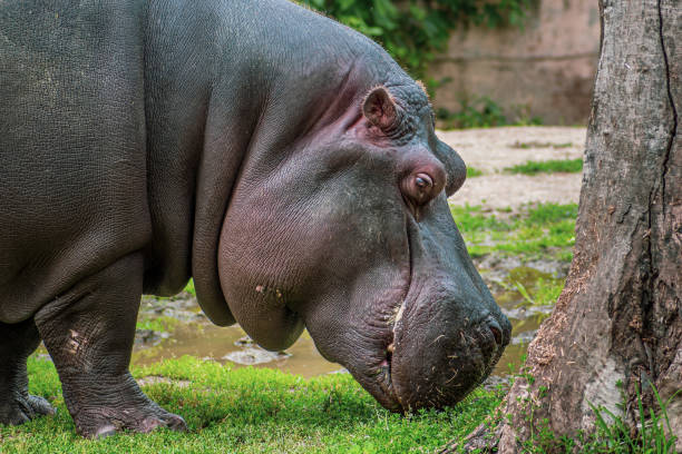 istock Close up view of a Hypo (Hippopotamidae) 1157203778