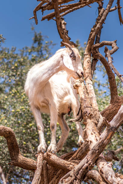 istock Close up view of one goat standing (climbing) on the argan tree 1157203779
