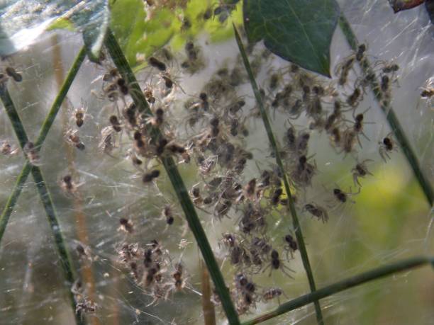 istock litter with lots of small spiders 1157203797