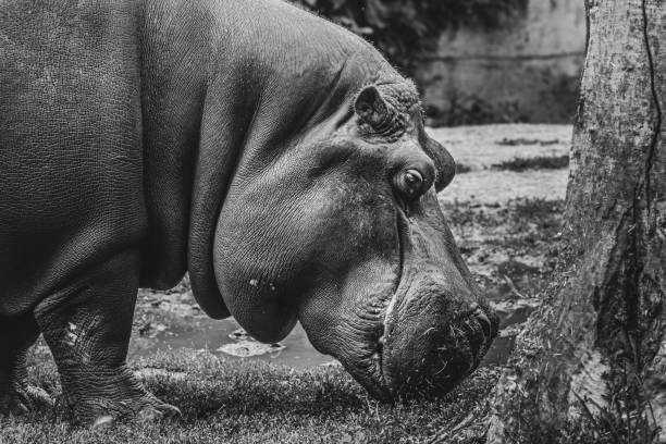 Close up view of a Hypo (Hippopotamidae)