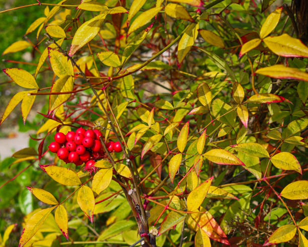 istock Nandina domestica 1157204561