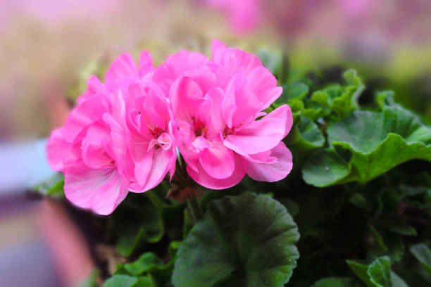 istock pink geranium Pelargonium hortorum with pink flowers 1157204609