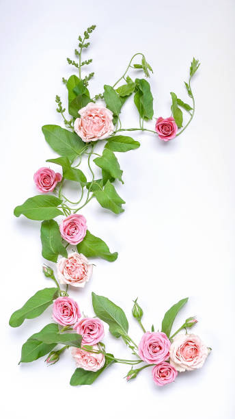istock Floristic vertical wedding composition: bindweed leaves, flowers and rosebuds on a white background. Top view 1157205107