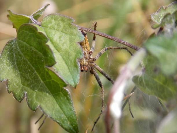 istock One big spider waiting for prey 1157205815