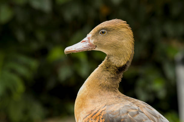 Black blind duck in close up its beautiful head, Rouen is a heavyweight breed of domesticated duck