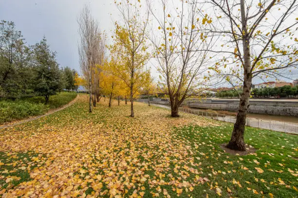 Photo of Colourful autumn trees with yellow leafs in the Madrid Rio, the park of the Manzanares River in Madrid, Spain