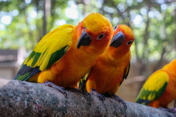 サンインコ - nature animal bird branch ストックフォトと画像