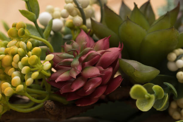 istock Succulent plant ornament closeup. Plastic plant. 1157209418