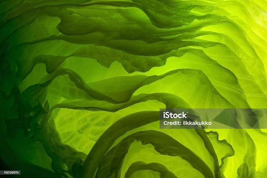 green Salat - Lizenzfrei Nahaufnahme Stock-Foto