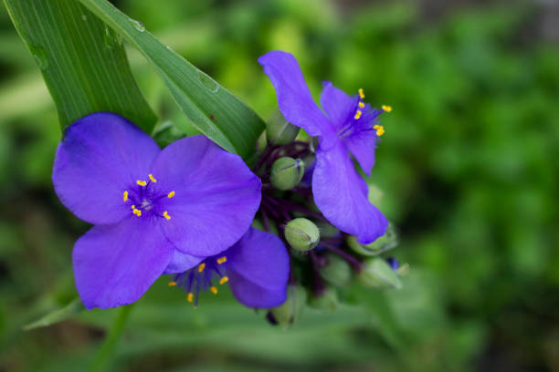 istock Small twig of blossoming commelina 1157210230