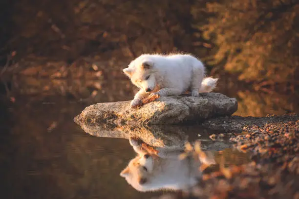 Young samoyed is lying on the water edge on a big rock, playing with his stick. The 6 month old white purebred dog is illuminated by the setting sun. His reflection can be seen in the water