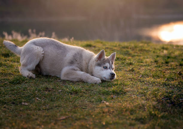 Little baby husky is lying in the grass. He watches the environment to catch his toy. The husky is gray, pricks his ears and has bright blue eyes