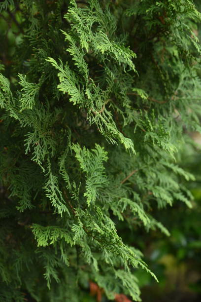японский кипарис (хиноки кипарис) - cypress tree bark tree wood стоковые фото и изображения