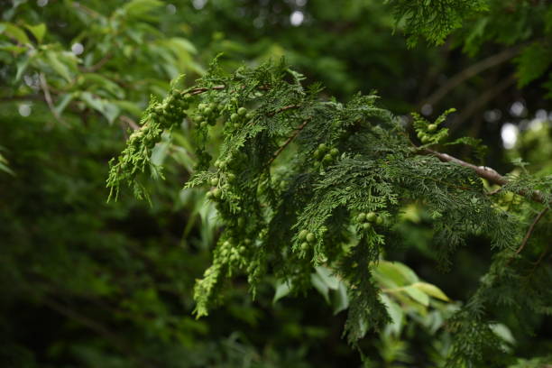 японский кипарис (хиноки кипарис) - cypress tree bark tree wood стоковые фото и изображения